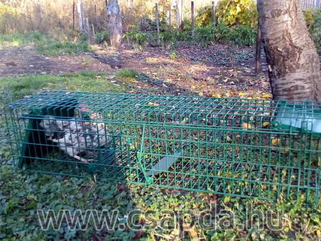 Nyestcsapda 1000x250x250mm, 2 ajtós, élőcsali tartóval Nyestcsapda 1000x250x250mm, 2 ajtós, élőcsali tartóval