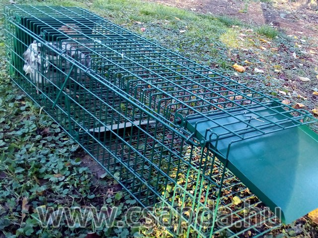 Nyest csapda 1000x250x250mm, 2 ajtós, élőcsali tartóval Nyest csapda 1000x250x250mm, 2 ajtós, élőcsali tartóval