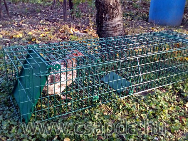 Nyestcsapda 1000mm, 2 ajtós, élőcsali tartóval Nyestcsapda 1000mm, 2 ajtós, élőcsali tartóval